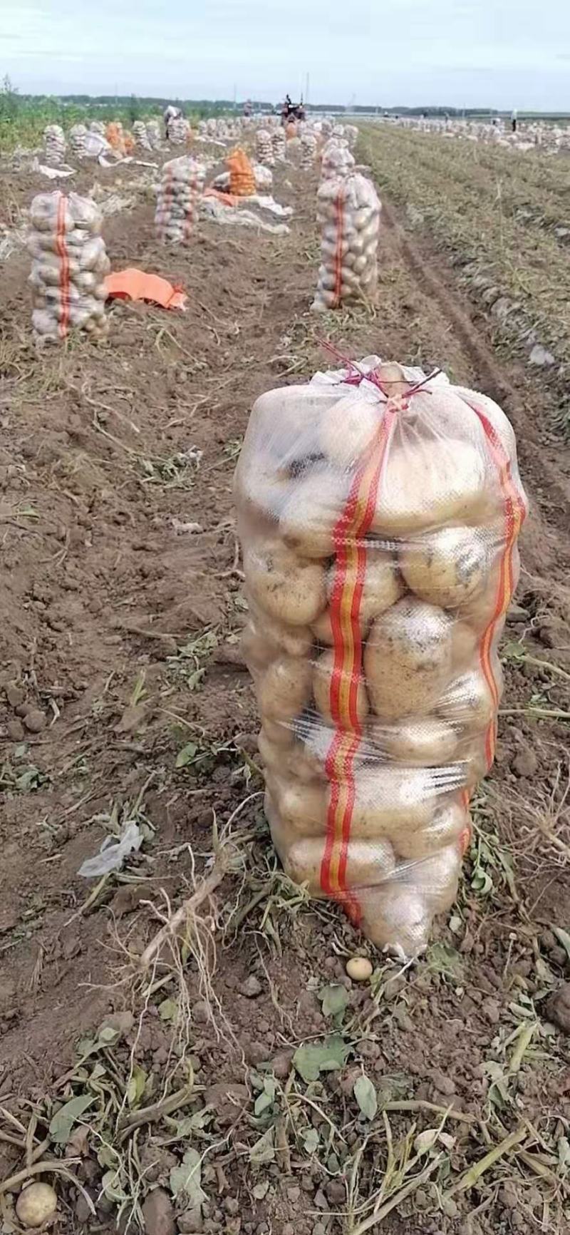 河南土豆沃土，中薯土豆，希森土豆V七土豆系列大量