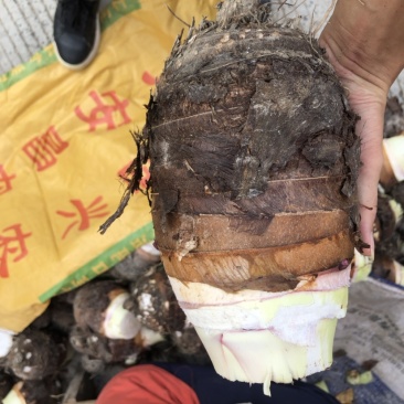 实力供货，工厂加工芋头，电商芋头，大量上市欢迎来电