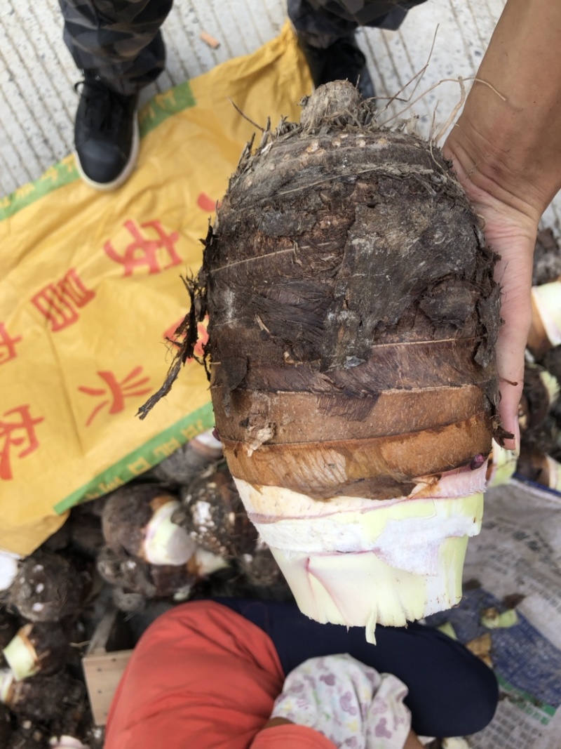 实力供货，工厂加工芋头，电商芋头，大量上市欢迎来电