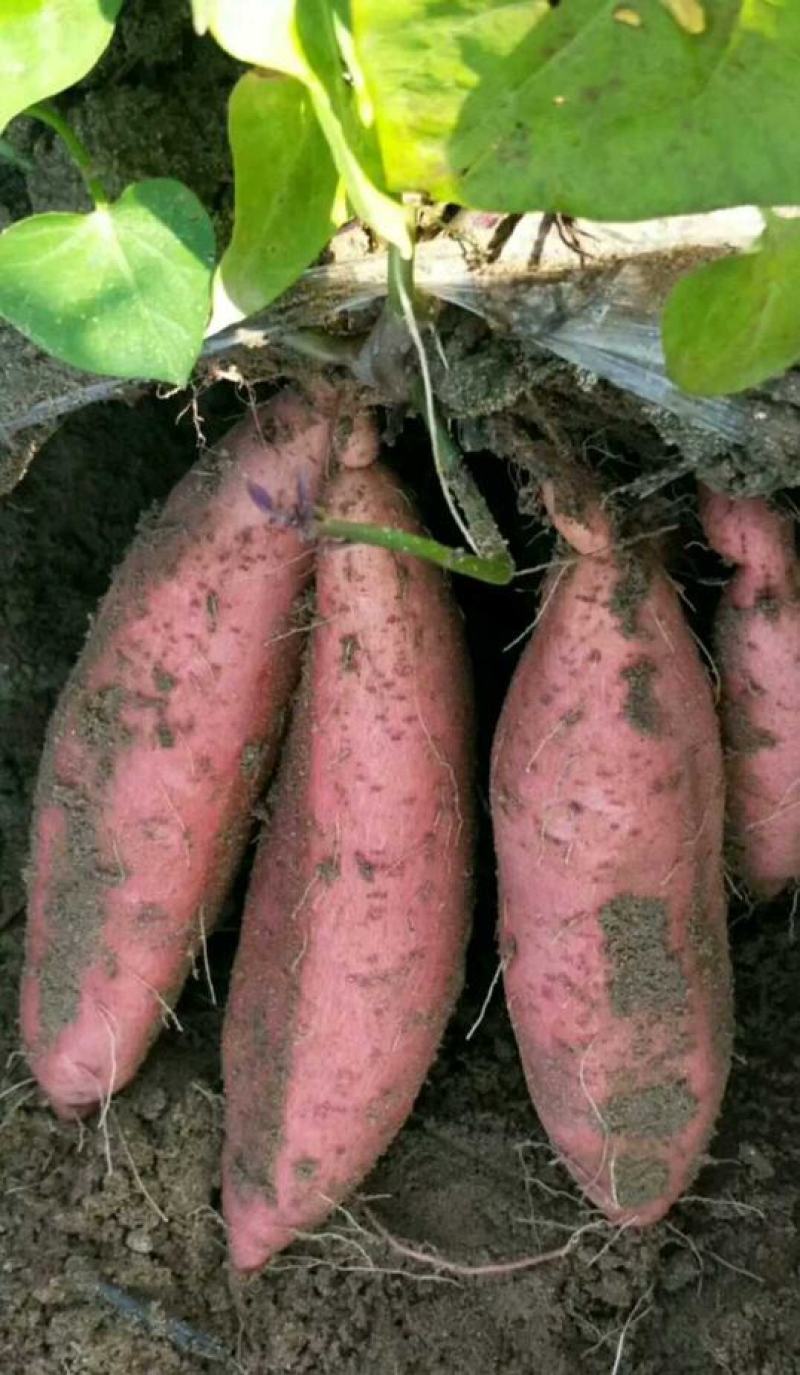 安徽红薯软糯香甜高品质烟薯大量上市欢迎采购