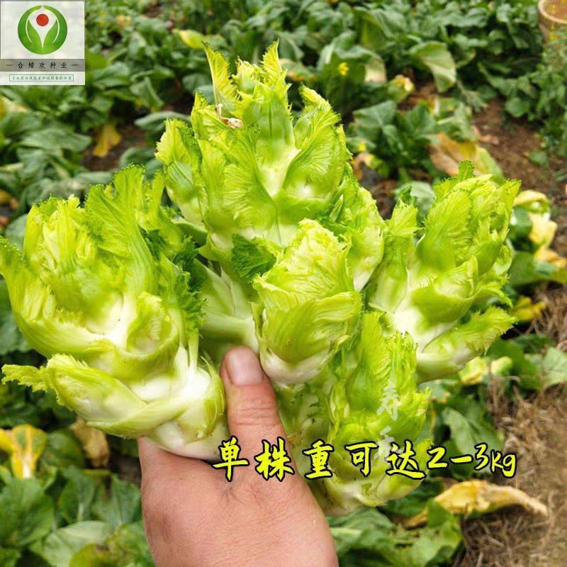 四川儿菜种子芥菜种籽抱子芥菜娃娃菜临江儿菜秋季农家田园蔬