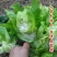 四川儿菜种子芥菜种籽抱子芥菜娃娃菜临江儿菜秋季农家田园蔬