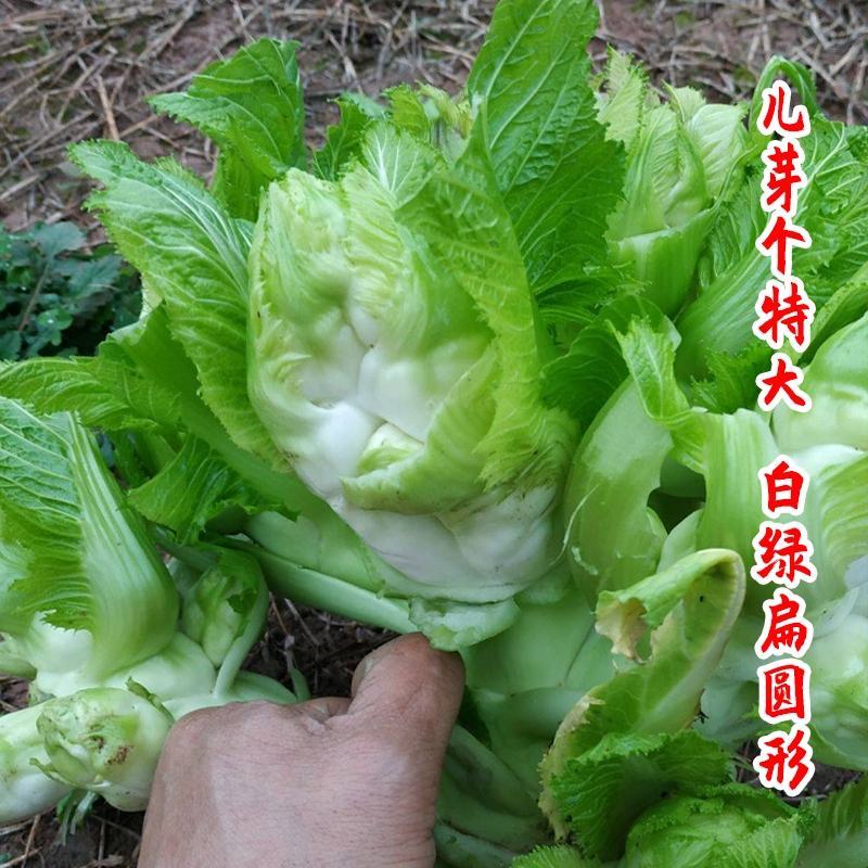 四川儿菜种子芥菜种籽抱子芥菜娃娃菜临江儿菜秋季农家田园蔬