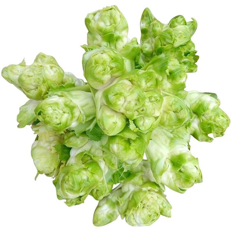 四川儿菜种子芥菜种籽抱子芥菜娃娃菜临江儿菜秋季农家田园蔬