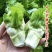四川儿菜种子芥菜种籽抱子芥菜娃娃菜临江儿菜秋季农家田园蔬
