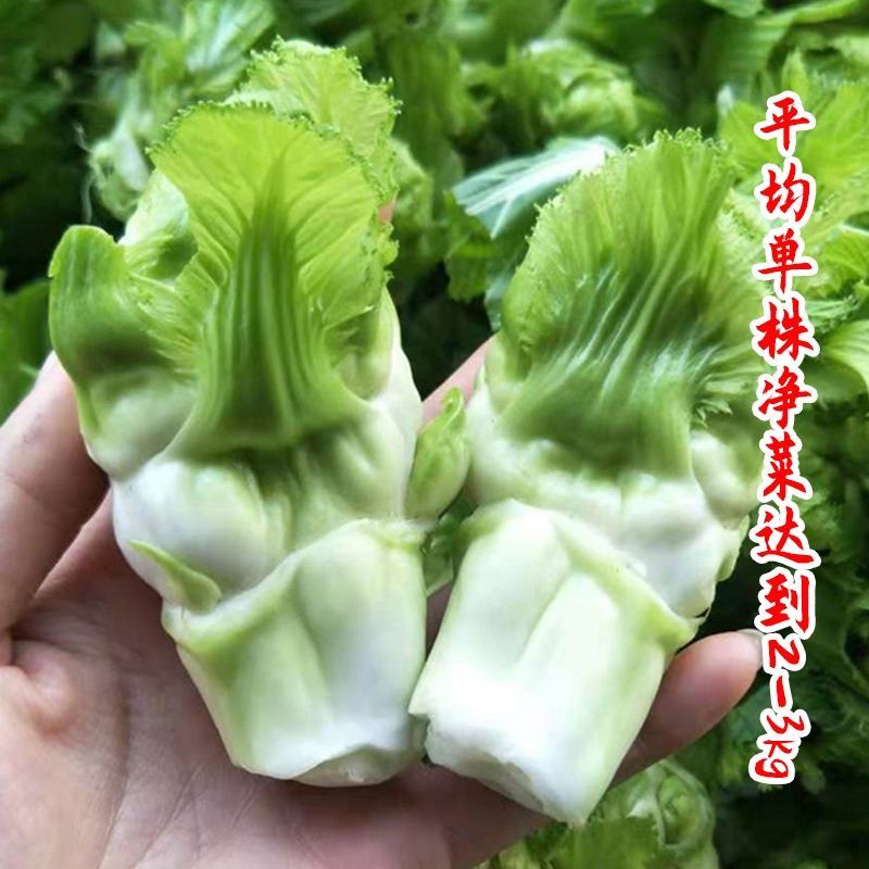 四川儿菜种子芥菜种籽抱子芥菜娃娃菜临江儿菜秋季农家田园蔬