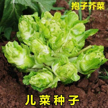 四川儿菜种子芥菜种籽抱子芥菜娃娃菜临江儿菜秋季农家田园蔬