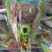新疆西域珍品天山雪莲花量大优惠一支也包邮