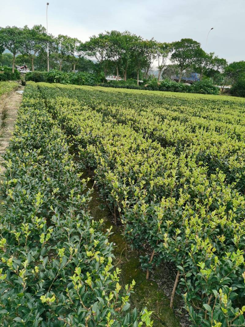 茶梅量大从优，可视频看货，基地直发，诚信经营