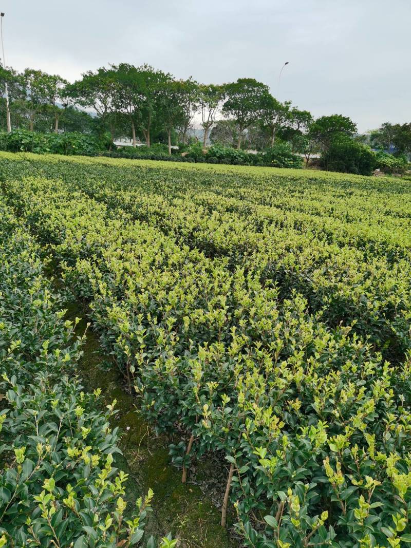 茶梅量大从优，可视频看货，基地直发，诚信经营