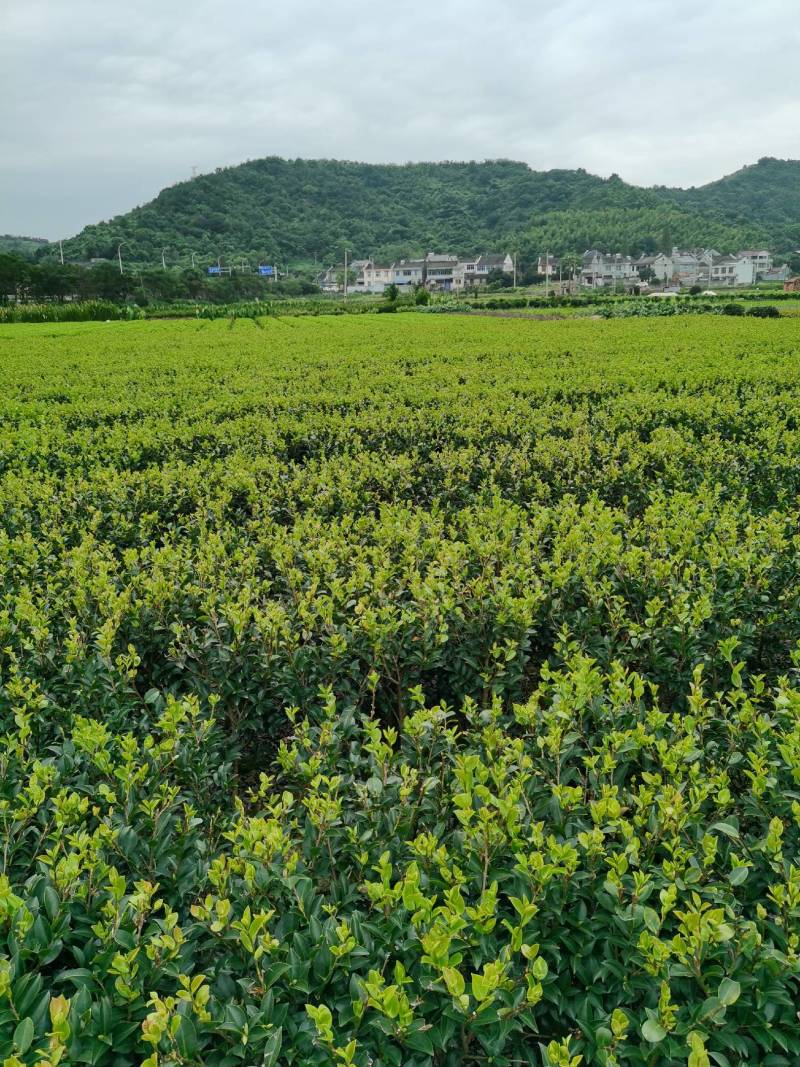 茶梅量大从优，可视频看货，基地直发，诚信经营