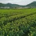 茶梅量大从优，可视频看货，基地直发，诚信经营