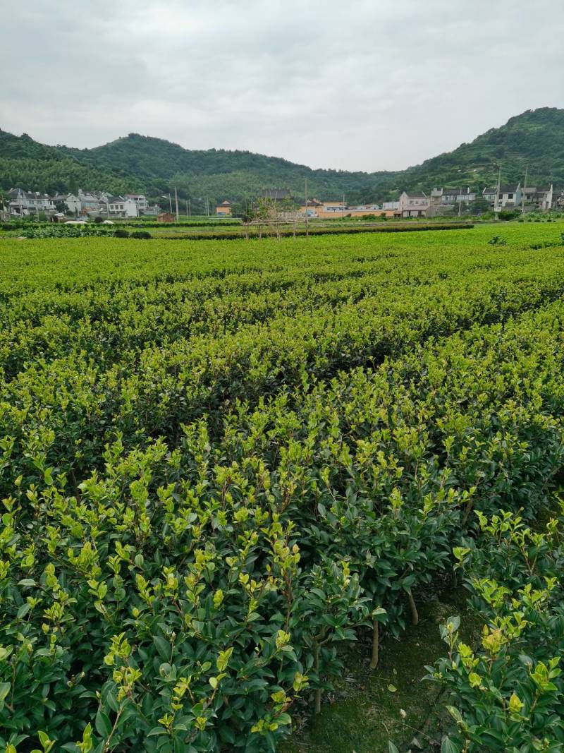 茶梅量大从优，可视频看货，基地直发，诚信经营