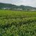 茶梅量大从优，可视频看货，基地直发，诚信经营