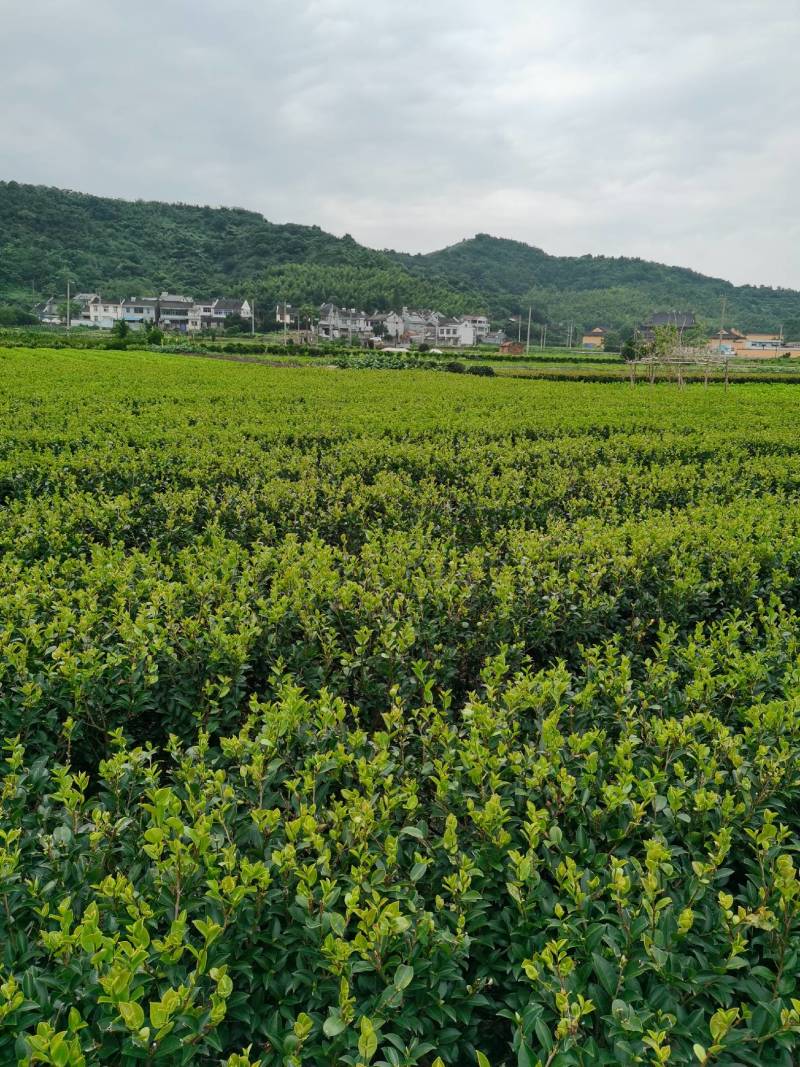 茶梅量大从优，可视频看货，基地直发，诚信经营