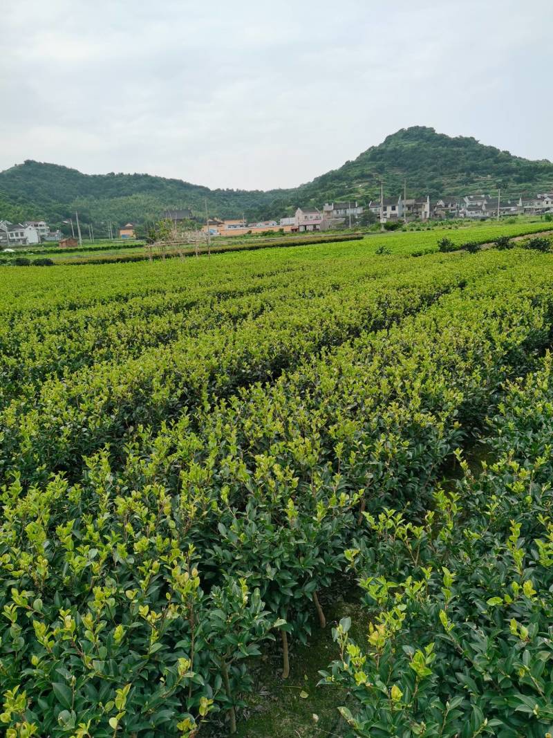 茶梅量大从优，可视频看货，基地直发，诚信经营
