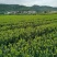 茶梅量大从优，可视频看货，基地直发，诚信经营
