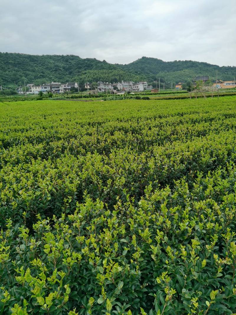 茶梅量大从优，可视频看货，基地直发，诚信经营