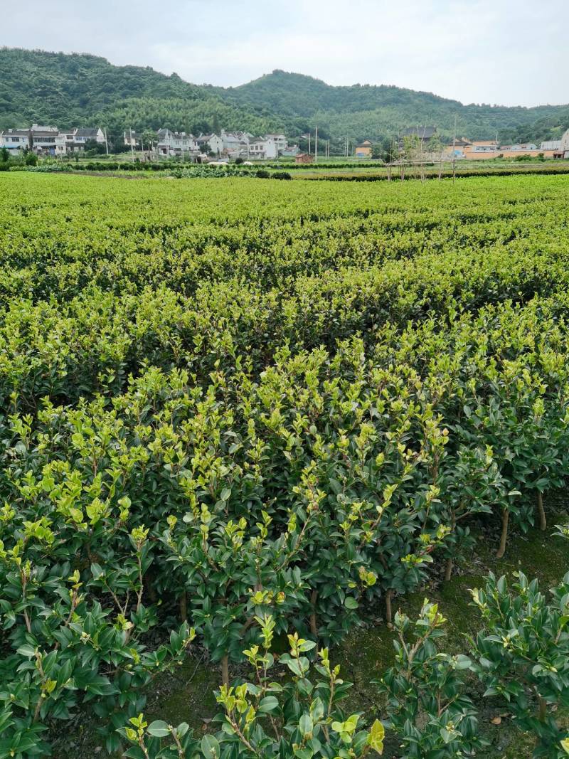 茶梅量大从优，可视频看货，基地直发，诚信经营