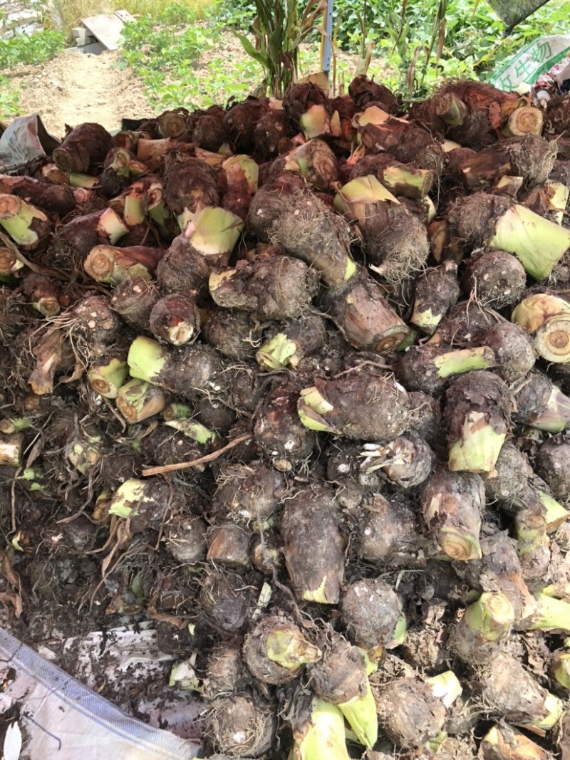 实力供货，工厂加工芋头，电商芋头，大量上市欢迎来电