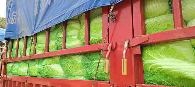 大白菜，质量好，价格低，货源充足欢迎下单