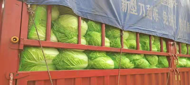大白菜，质量好，价格低，货源充足欢迎下单