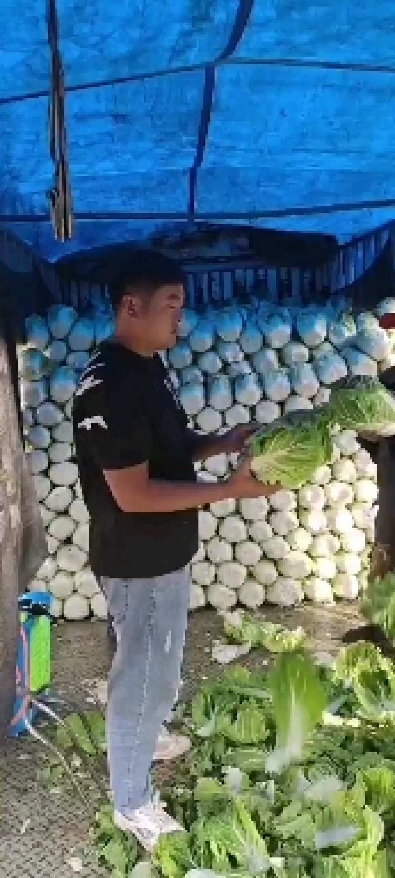 大白菜，质量好，价格低，货源充足欢迎下单