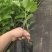 钦蜜百香果苗维密百香果苗蜂蜜味百香果苗钦蜜九号黄金百香果