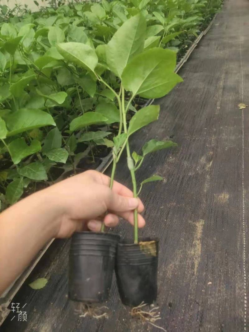 钦蜜百香果苗维密百香果苗蜂蜜味百香果苗钦蜜九号黄金百香果