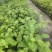 钦蜜百香果苗维密百香果苗蜂蜜味百香果苗钦蜜九号黄金百香果