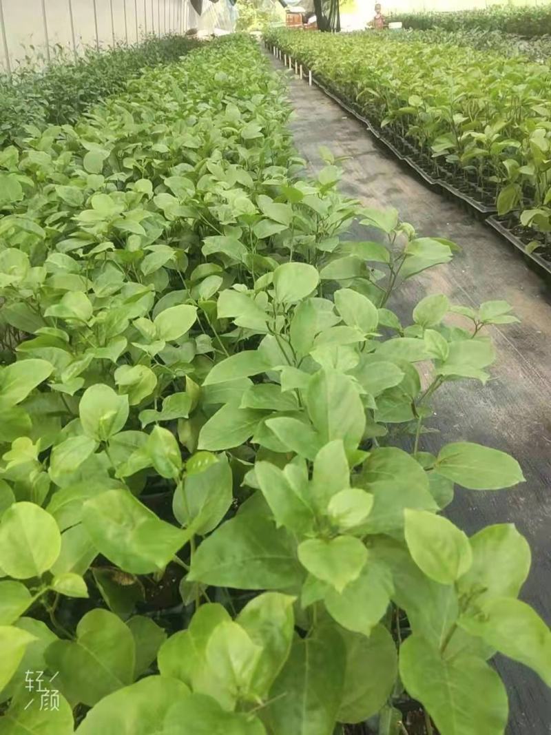 钦蜜百香果苗维密百香果苗蜂蜜味百香果苗钦蜜九号黄金百香果