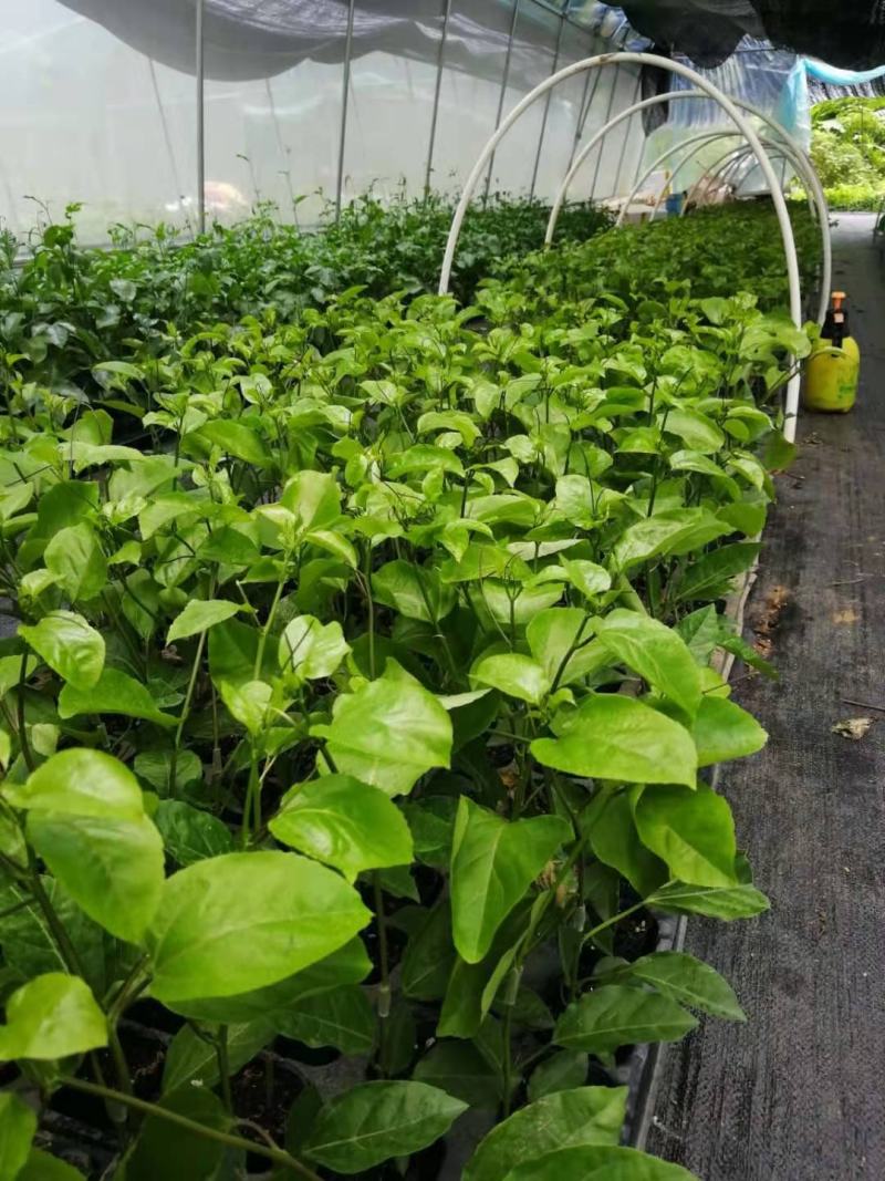 钦蜜百香果苗维密百香果苗蜂蜜味百香果苗钦蜜九号黄金百香果