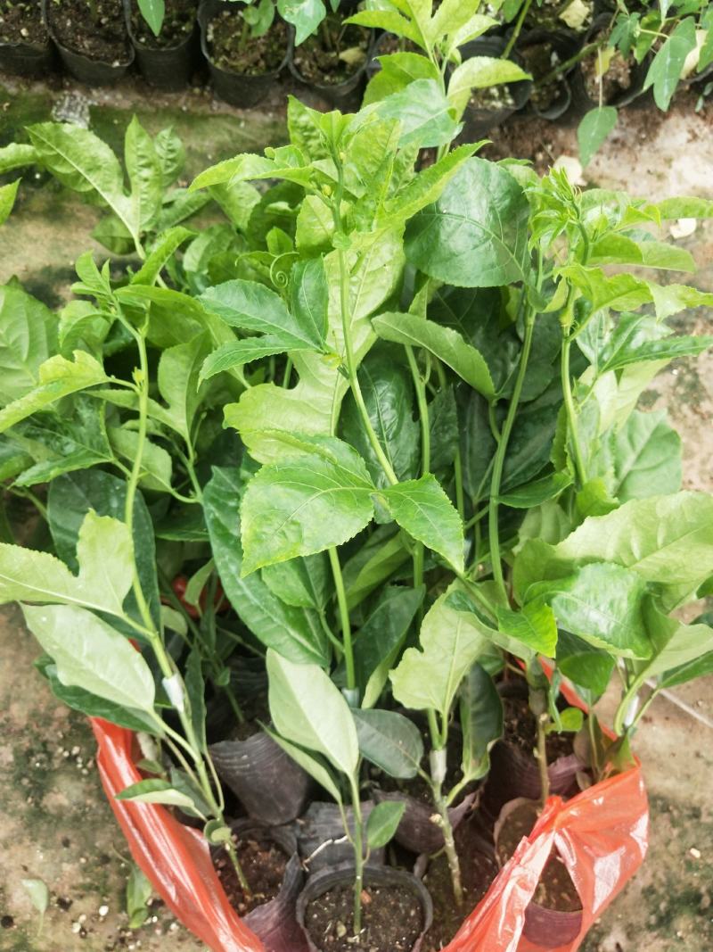 钦蜜百香果苗维密百香果苗蜂蜜味百香果苗钦蜜九号黄金百香果