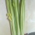 宁夏芹菜上市中可长期供应