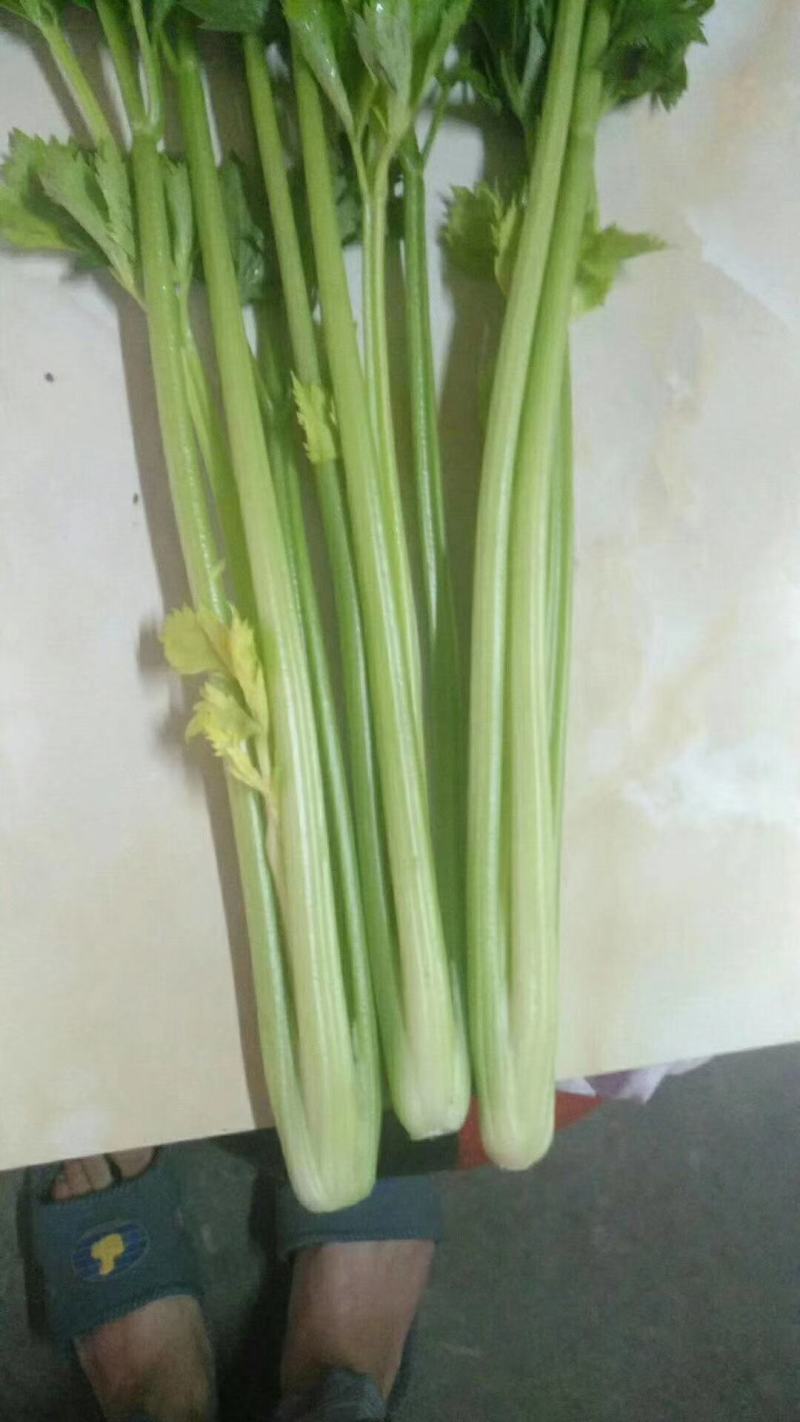 宁夏芹菜上市中可长期供应