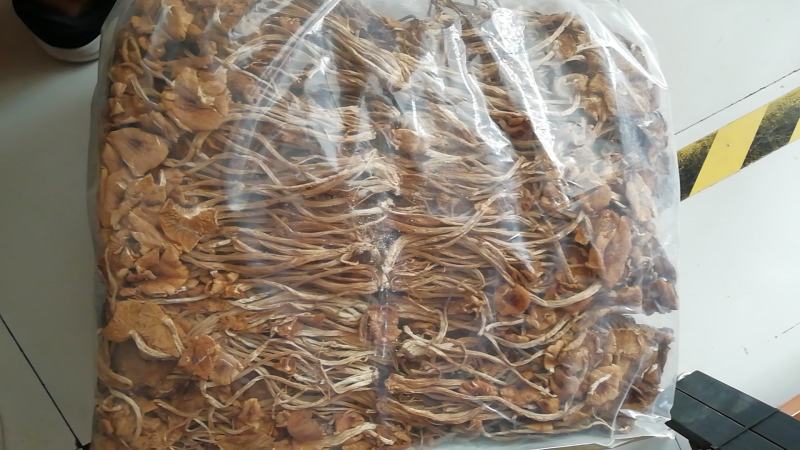 厂家直销茶树菇福建开伞茶树菇小包装茶树菇包邮包售后