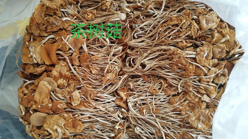 厂家直销茶树菇福建开伞茶树菇小包装茶树菇包邮包售后