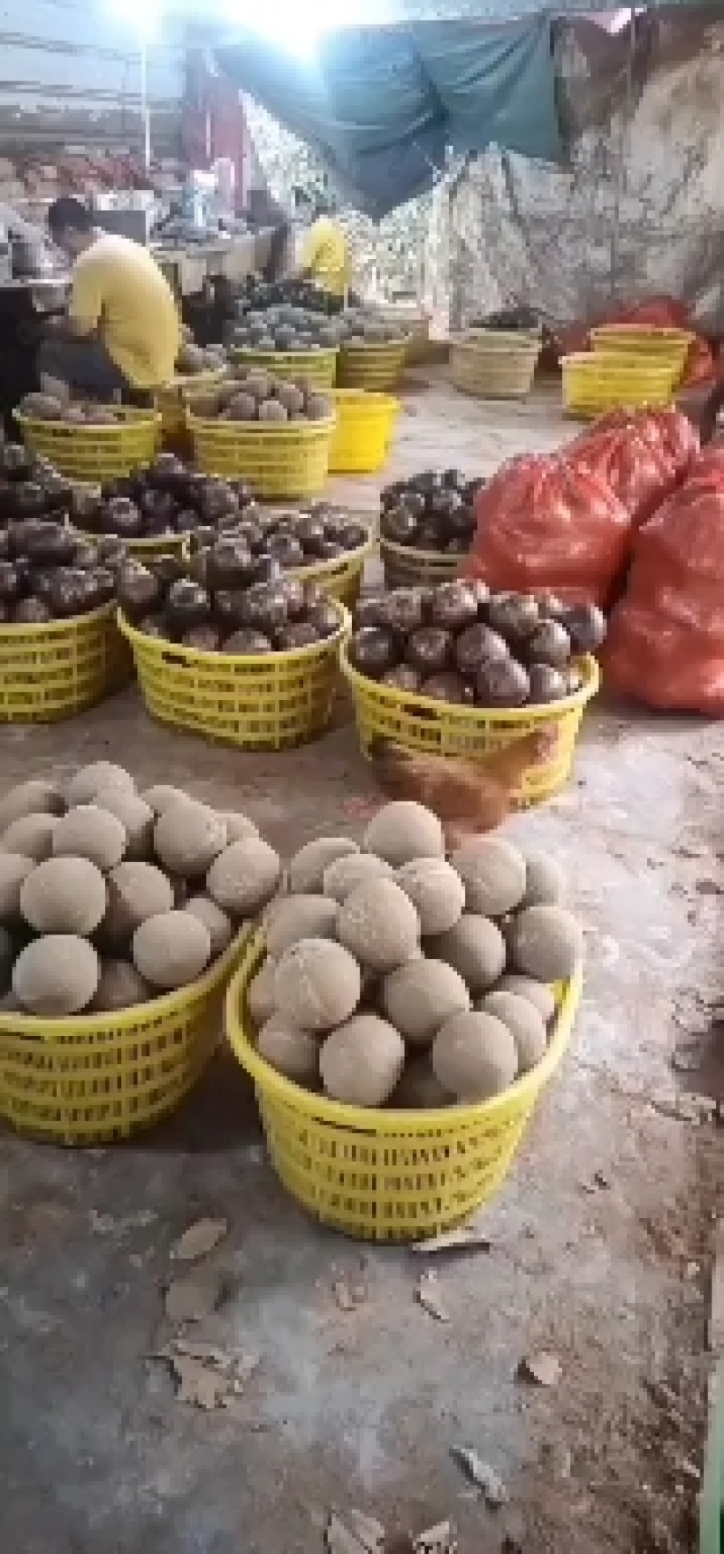 光头椰皇