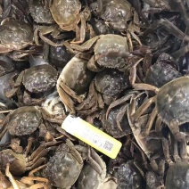 河蟹，六月黄