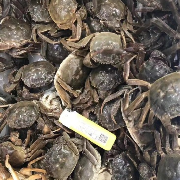 河蟹，六月黄