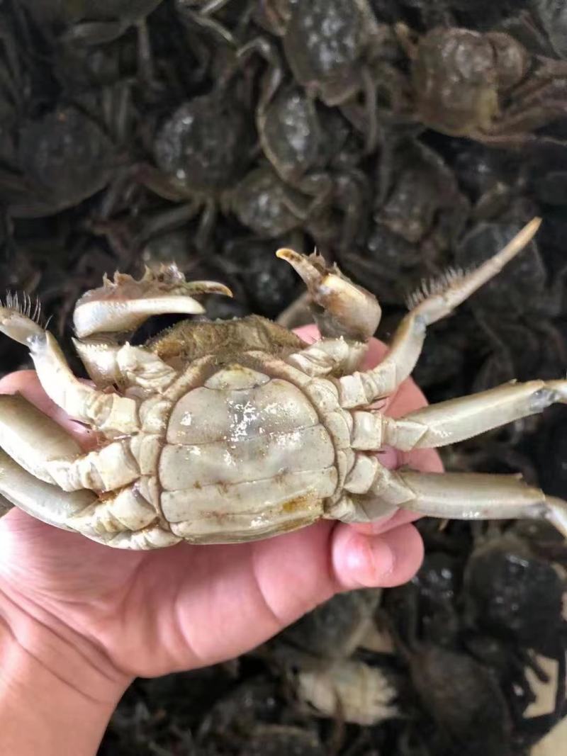 河蟹，六月黄