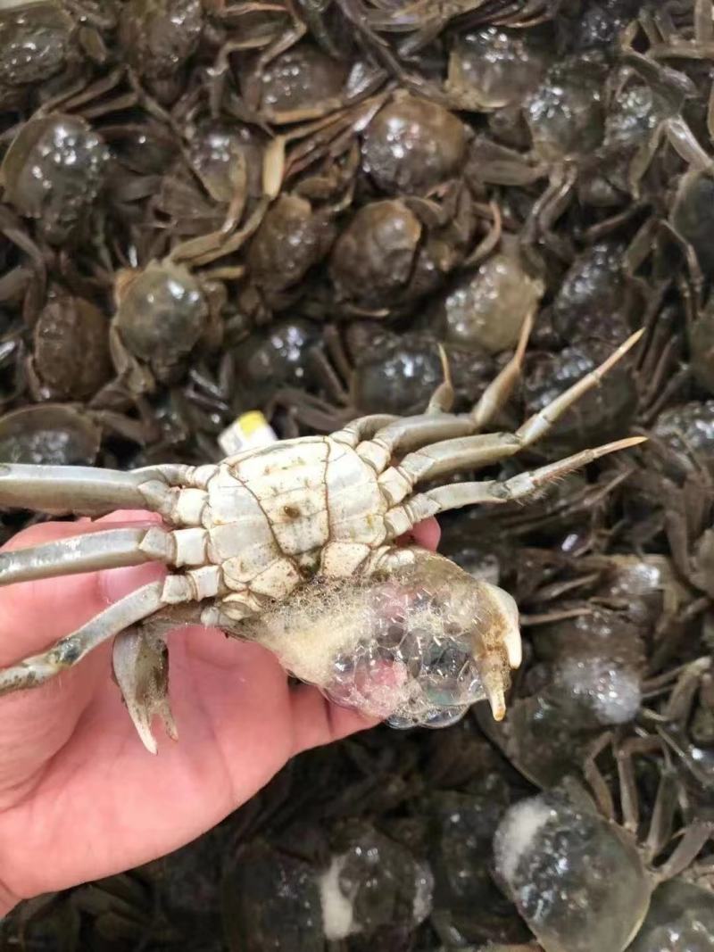 河蟹，六月黄