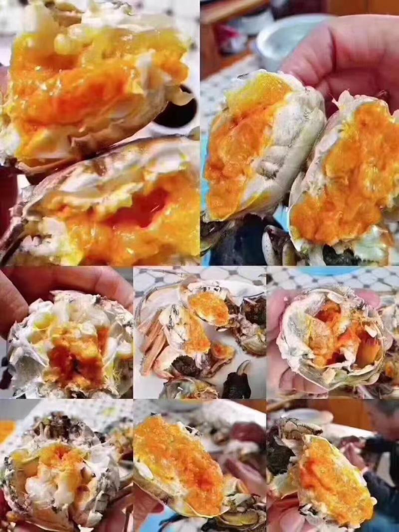 河蟹，六月黄