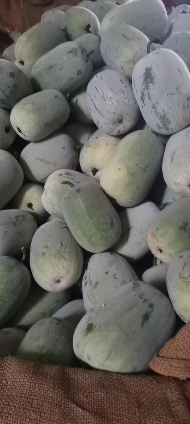 水果冬瓜，个头均匀，品质好，各种冬瓜充足
