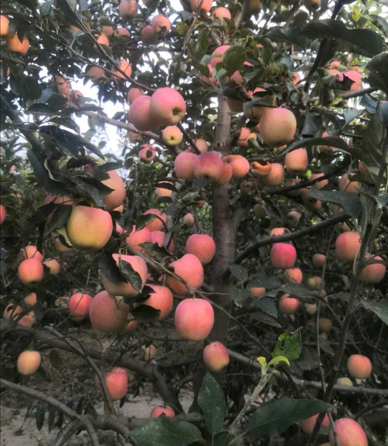 广宗县中秋王苹果，颜色鲜艳，个头大，纸袋，口感好