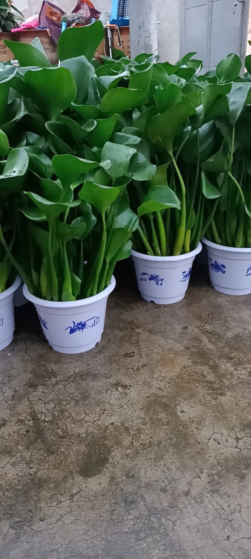 水葫芦，凤眼莲，凤眼蓝，水仙花，叶大叶肥，
