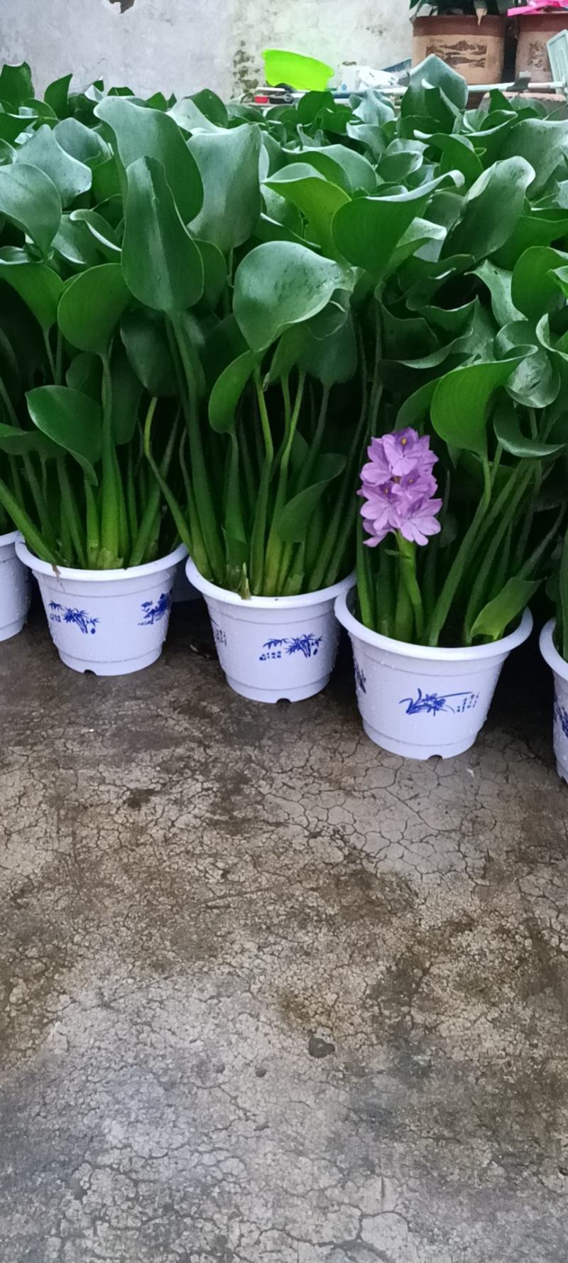 水葫芦，凤眼莲，凤眼蓝，水仙花，叶大叶肥，