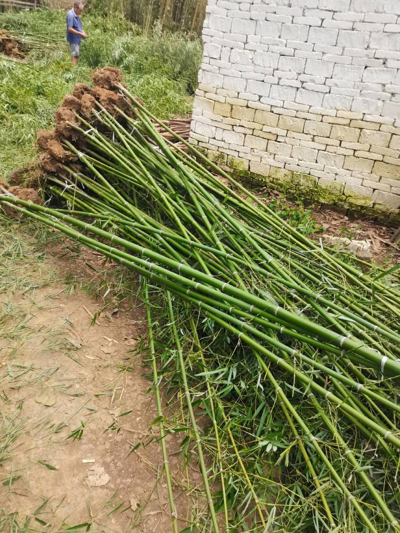 早园竹，各种规格型号大小齐全，现挖现装！！！海量大单预订
