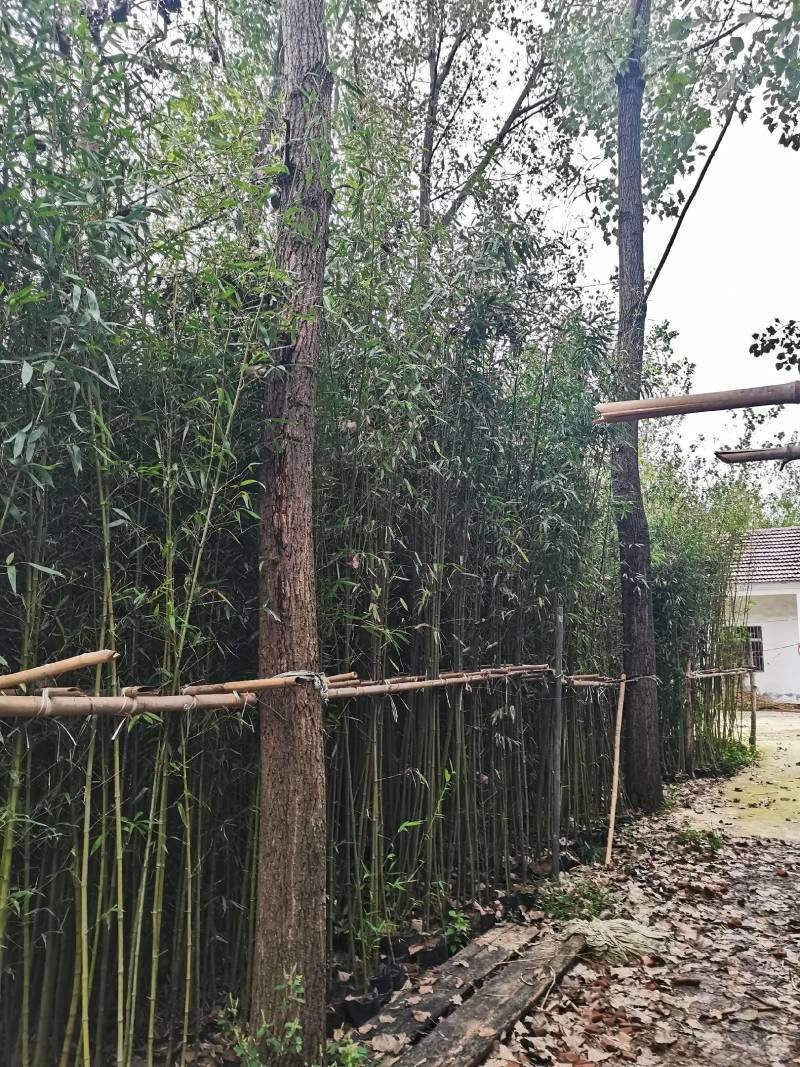 营养杯竹苗，袋装竹苗，刚竹，紫竹规格齐全！海量发货全国