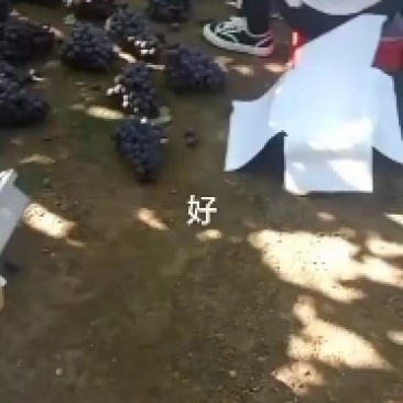 精品巨峰，